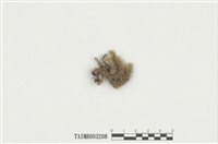 藏品(美蕨苔屬)的圖片